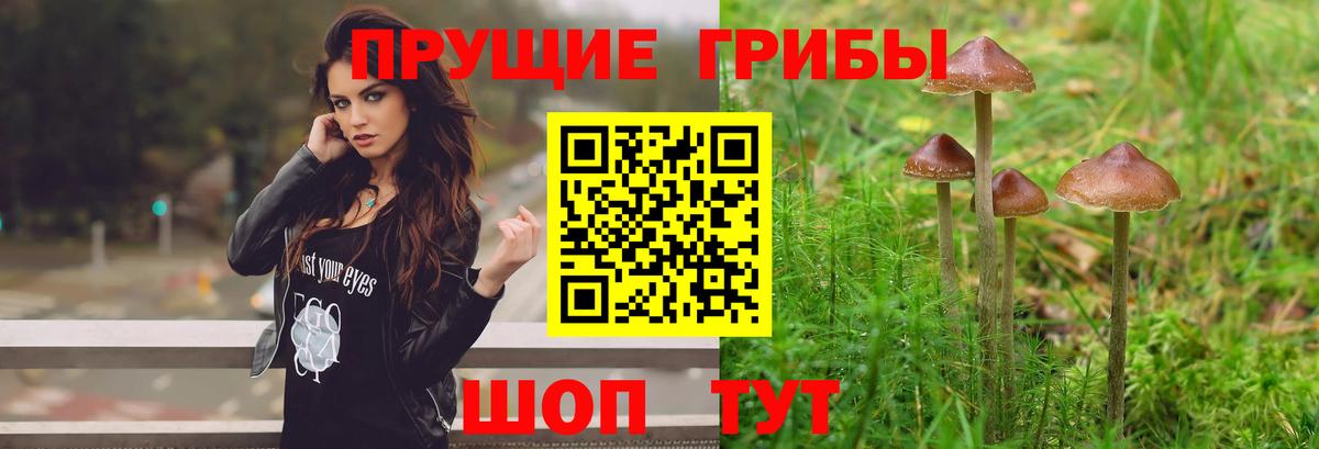 купить наркоту  Вход с VPN  Псилоцибиновые грибы прущие грибы  Мурино  Псилоцибиновые грибы ЛСД 